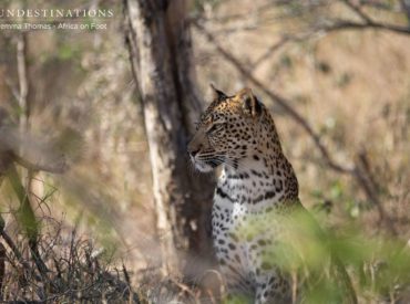 For a world-class experience in the wilds of the Klaserie, and to view the big five from the vantage of both a game viewer and on foot, head to Sun Destinations’ delightful and aptly named camp, Africa on Foot.  On assignment for a travel publication, this is my first time at Africa on Foot in […]