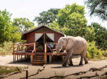 Tucked away in a pocket of game viewing paradise in the uncrowded Savuti sector of Chobe National Park, lies the authentic Camp Savuti. Renown for its sightings of big game and predators, in particular wild dog, lions and leopard, Camp Savuti is certainly a place  that deserves to be pinned onto your safari travel map. […]