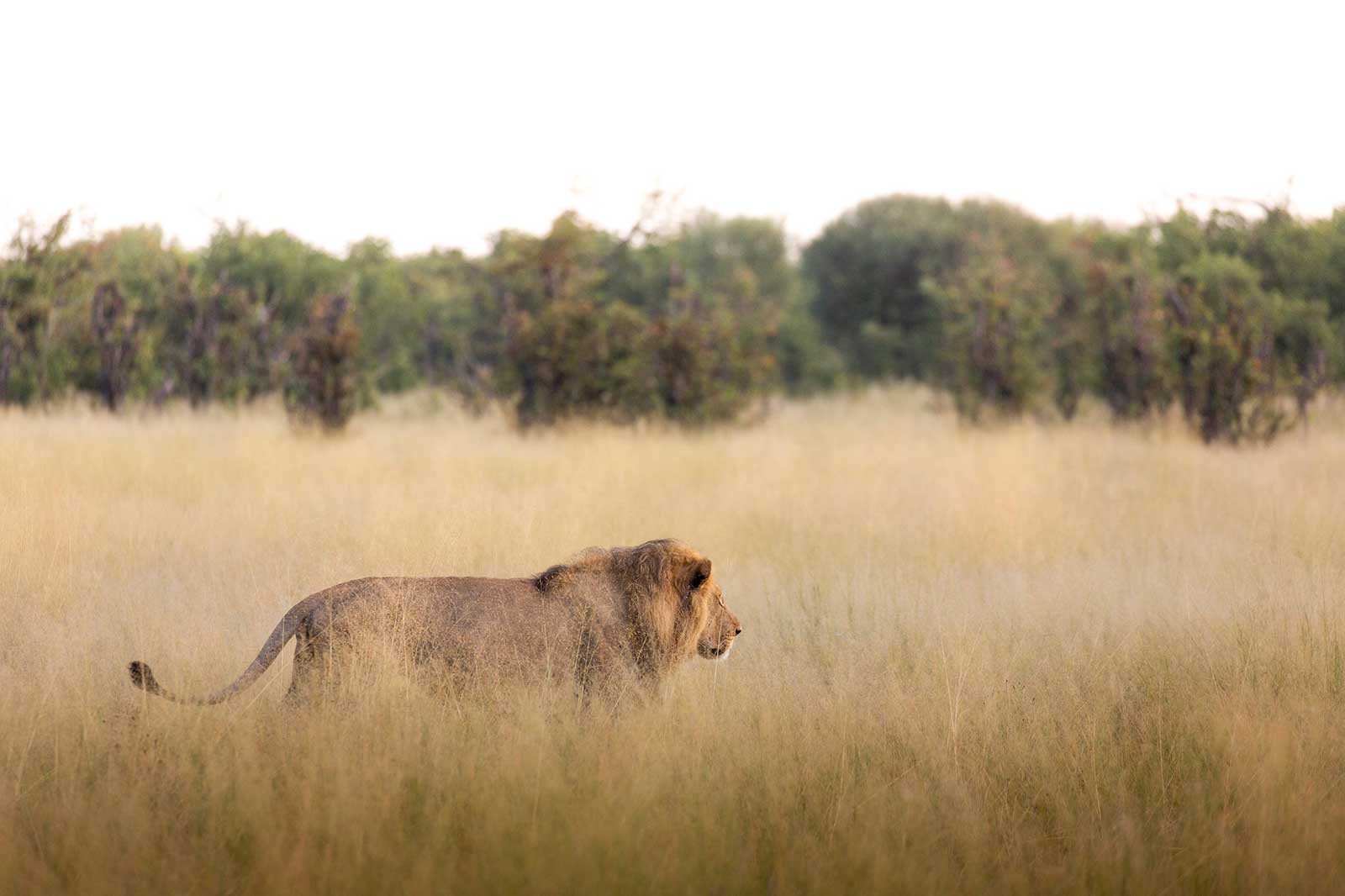 Male Lion at Camp Savuti