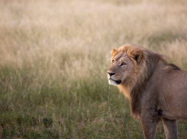 A mega-pride of 30 lions in the Savuti region of Chobe National Park were forced to adapt and survive when the Savuti channel dried up and caused mayhem in one of the wildest regions of Africa. The lack of water and succulent abundant greens led to a rapid decline in ungulate population numbers, which drastically […]