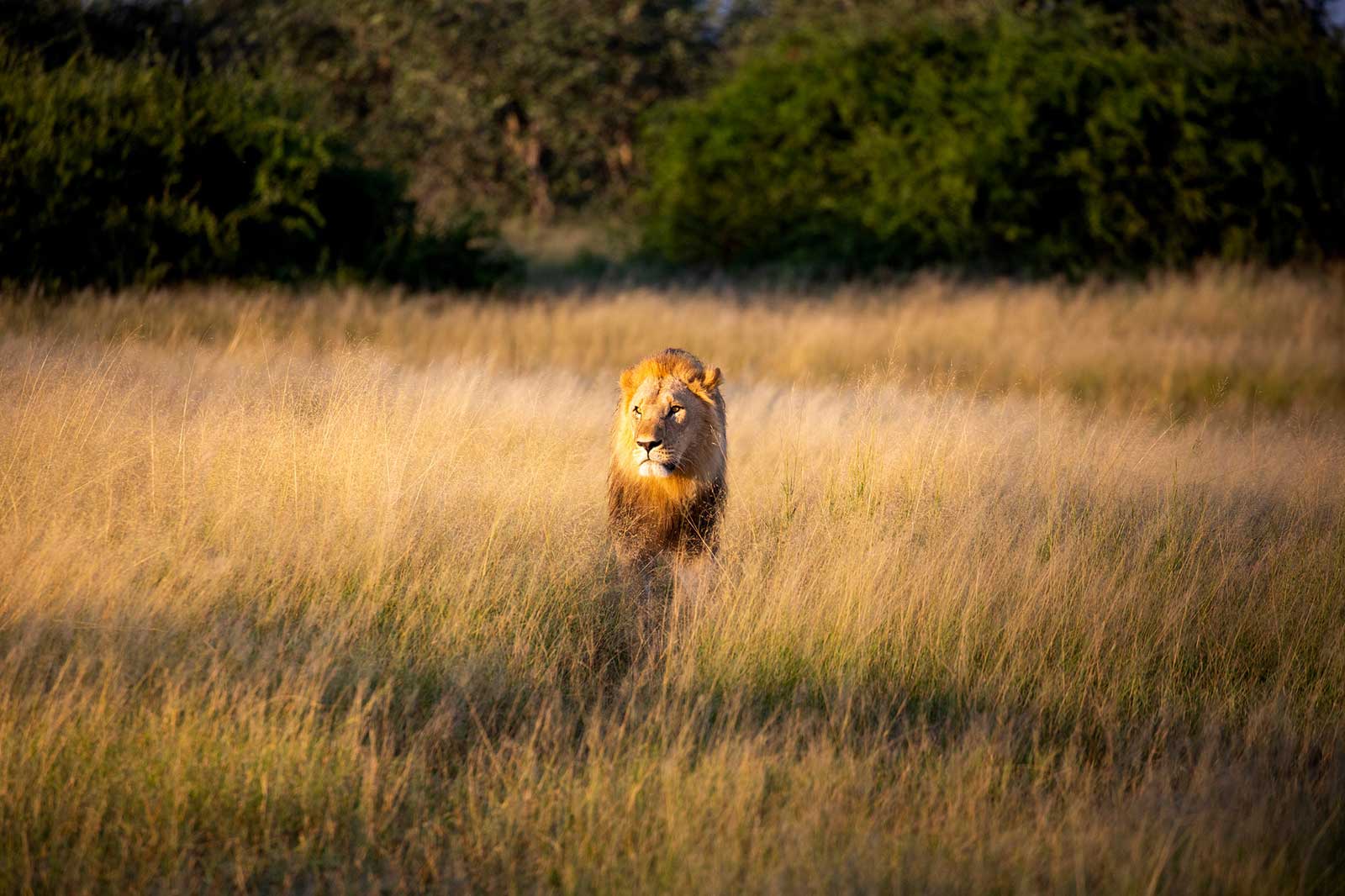 Camp Savuti Lions Botswana