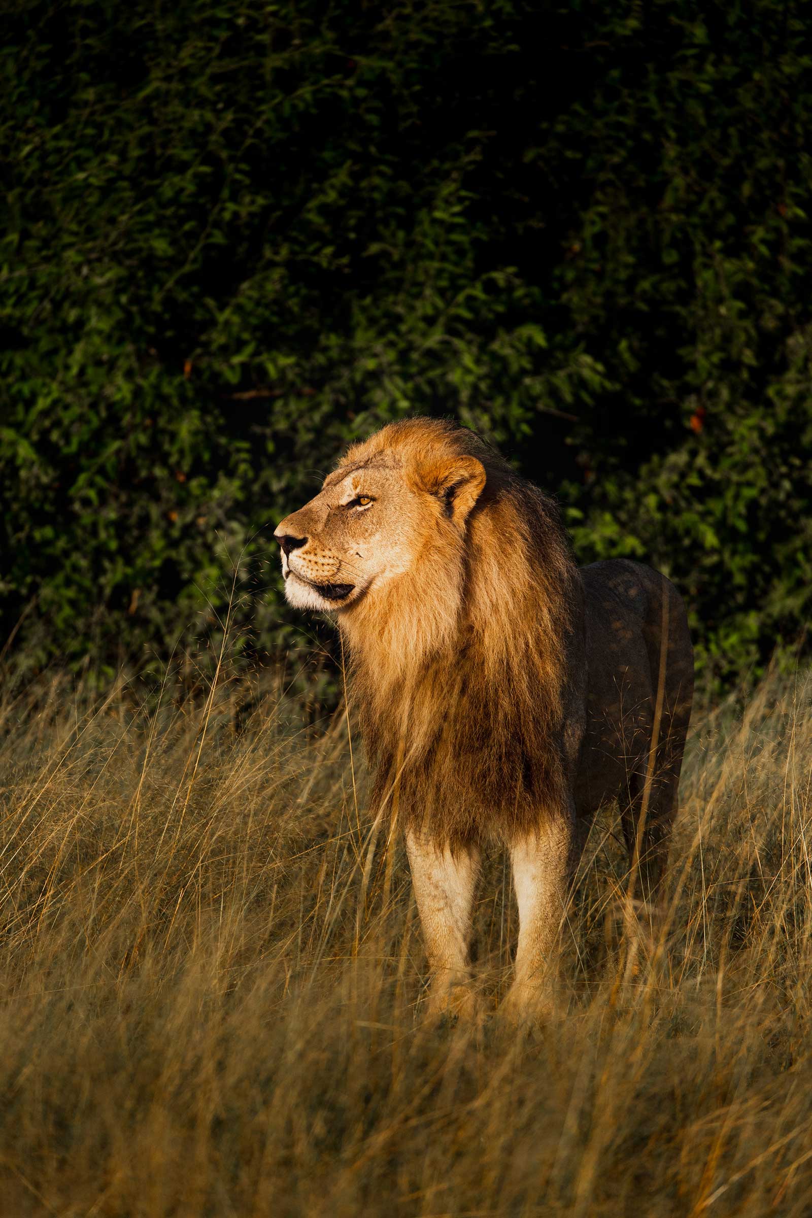 Large Male Lion in Camp Savuti