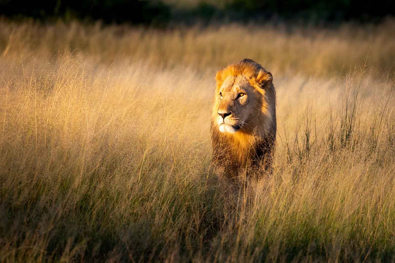 Lions of Savuti