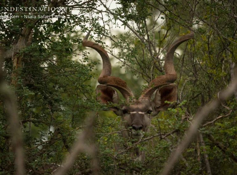 Nsala Safari Camp : Exclusively wild