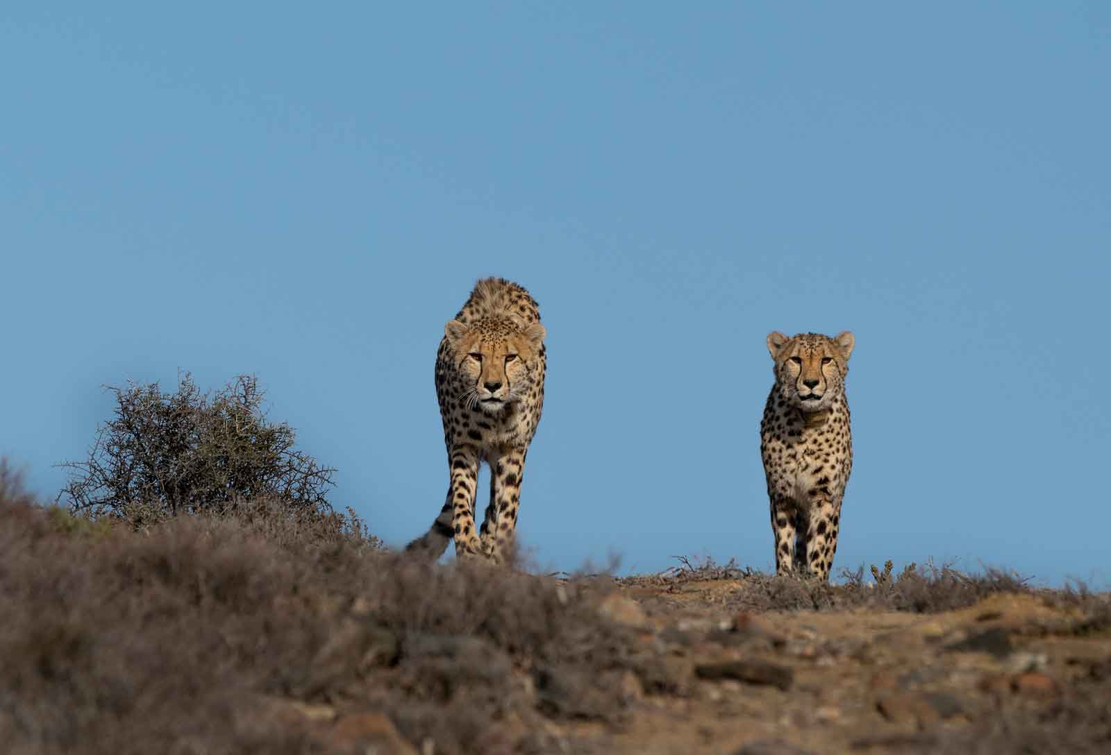 Cheetah at Roam Private Game Reserve
