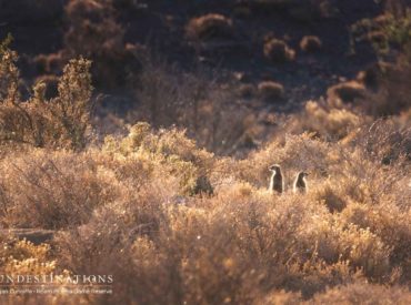 From meerkat observations to bush dinners, and fitting GPS collars on female cheetah; Roam is certainly making strides in terms of the safari experience and conservation initiatives. We’ve decided to furnish you with a few updates, both written and visual.  The recent introduction of a female cheetah into Roam’s expansive semi-desert landscape, proved to be […]