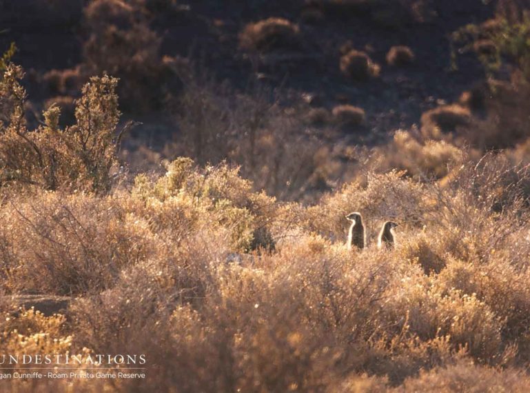 Visual Update from the Karoo’s Roam Private Game Reserve