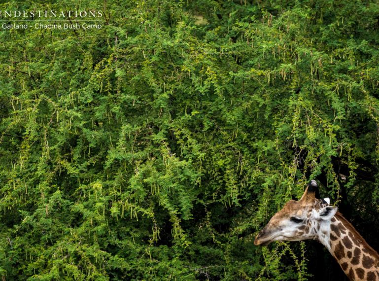 The Week in Pictures : Bovids and Pachyderms Share the Limelight