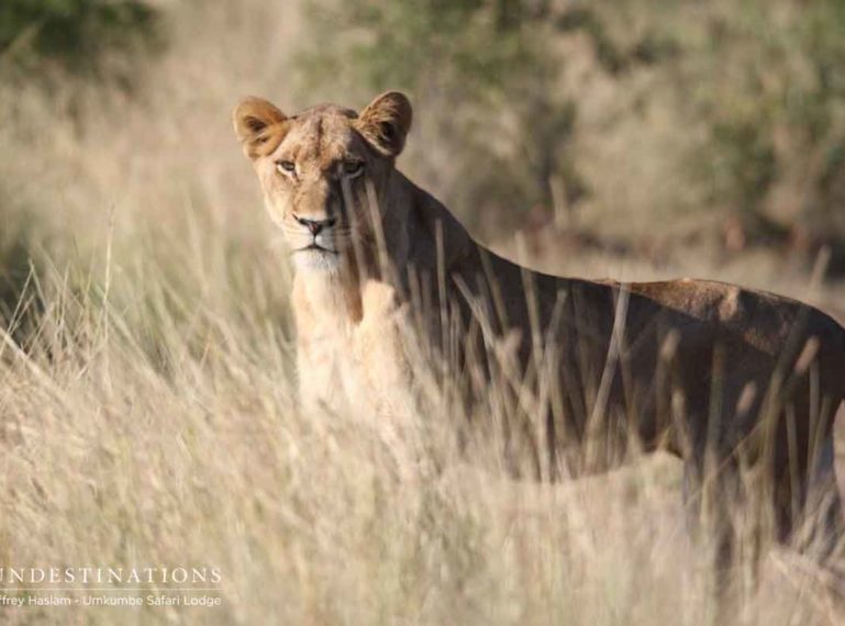 The Week in Pictures : Lions in the Limelight