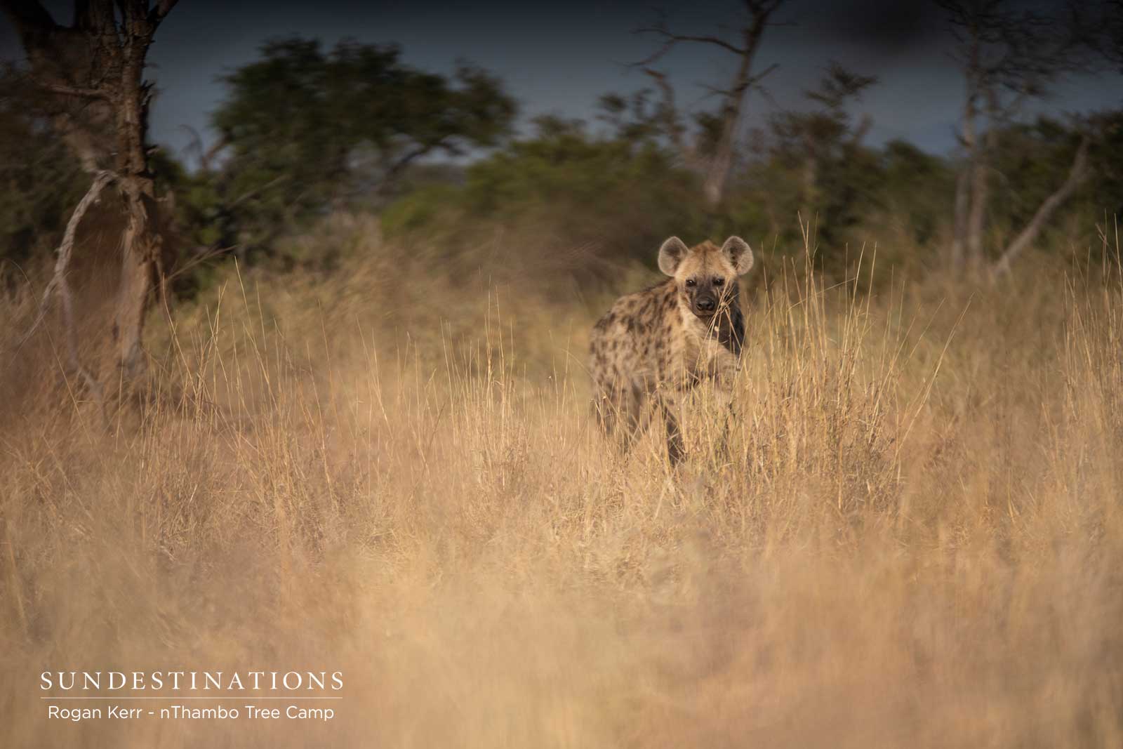 Hyena at nThambo Tree Camp