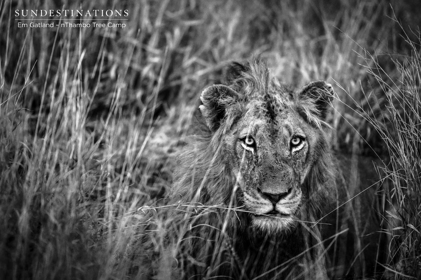 Lions at nThambo Tree Camp