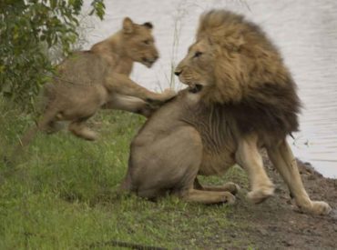 Mike and Fiona certainly aren’t strangers to the Greater Kruger. They’ve visited a plethora of camps and lodges within the Lowveld, and always manage to see an array of predators and big game while on safari. These “repeat” guests chose to stay at Ezulwini Game Lodges in the Balule Nature Reserve this time around. It […]