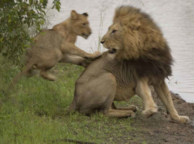 #GuestSafariReview Mike and Fiona Find Lions at Ezulwini Game Lodges
