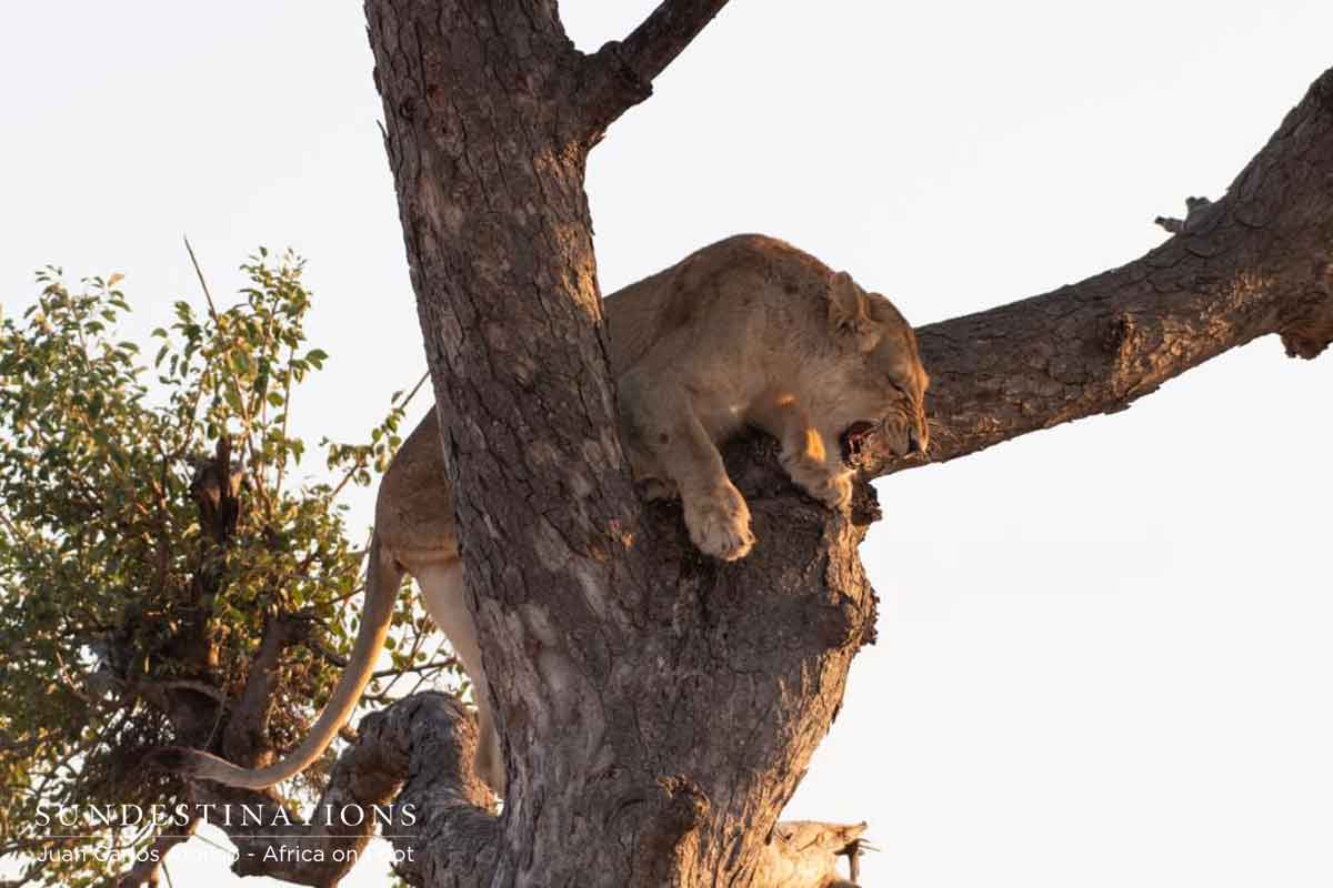Lioness in Tree Klaserie
