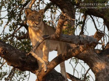 One of the major drawcards of Queen Elizabeth National Park in Uganda, Lake Manyara National Park in Tanzania and the famous Serengeti, is the presence of rare tree-climbing lions. Spotting a stocky and powerfully built lion clumsily clambering up a tree, is indeed a unique wildlife sighting. Leopards are our textbook tree-climbers, but lions – […]