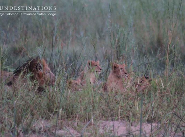 The Prowling Predators of Umkumbe Safari Lodge