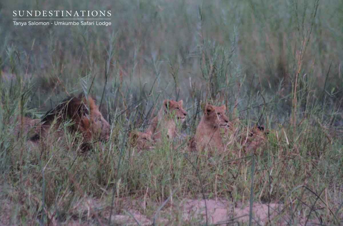 Umkumbe Kudyela Lion Cubs