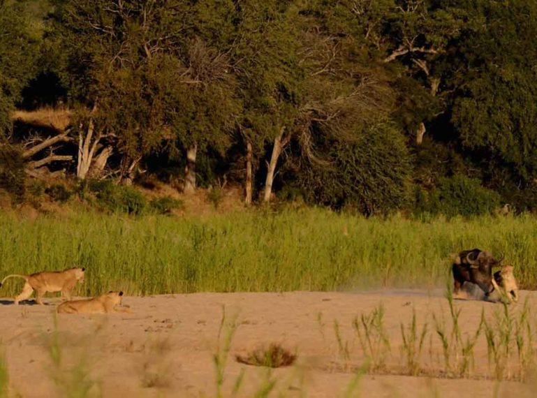 Lion Pride with Cubs Chase Buffalo in Front of Lodge