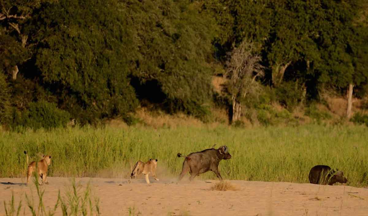 Umkumbe Lions Chase Buffalo
