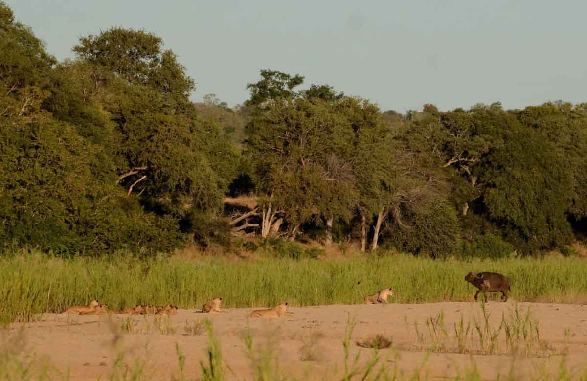 Umkumbe Lions and Buffalo
