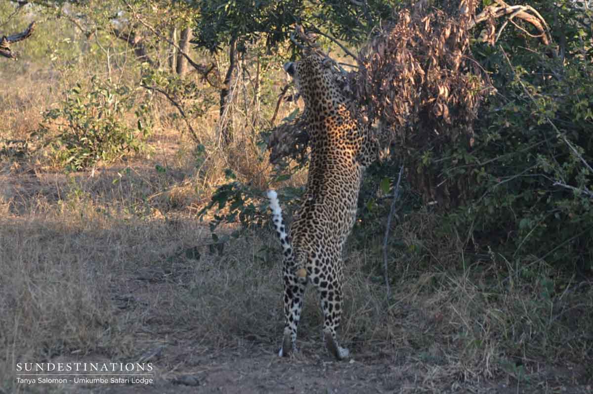Umkumbe Nweti Leopard