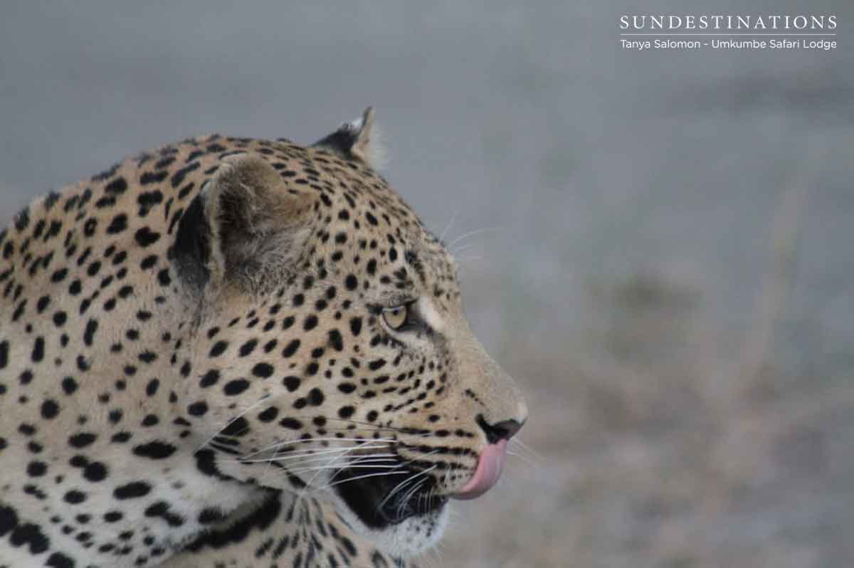 Umkumbe White Dam Leopard