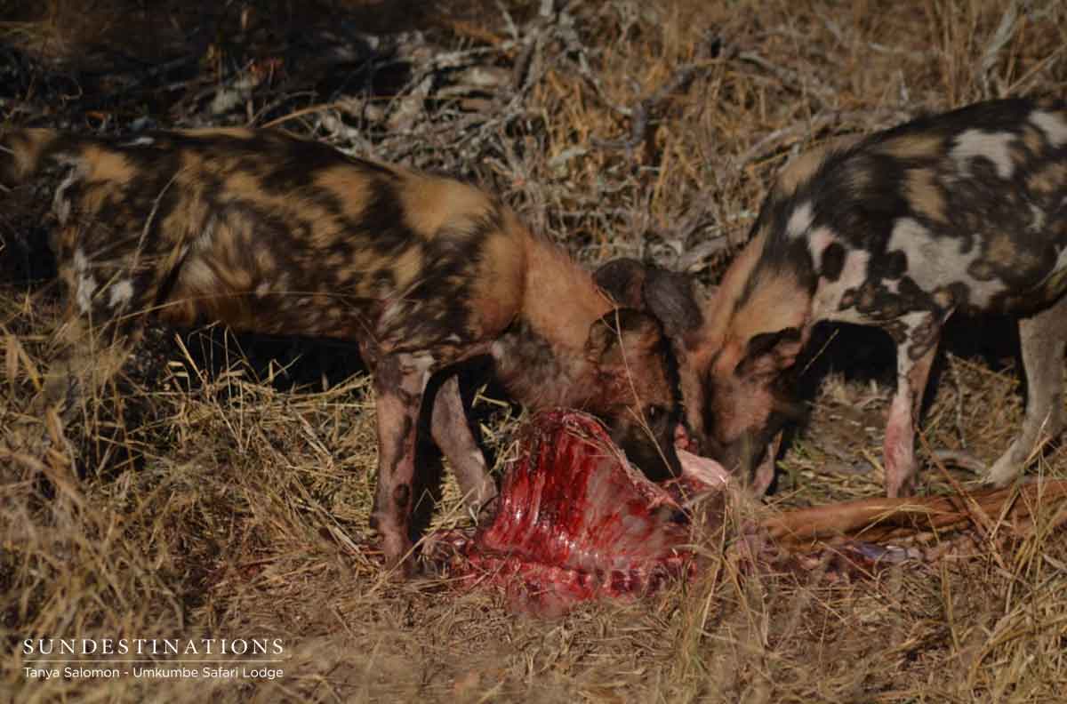 Umkumbe Wild Dogs Meal