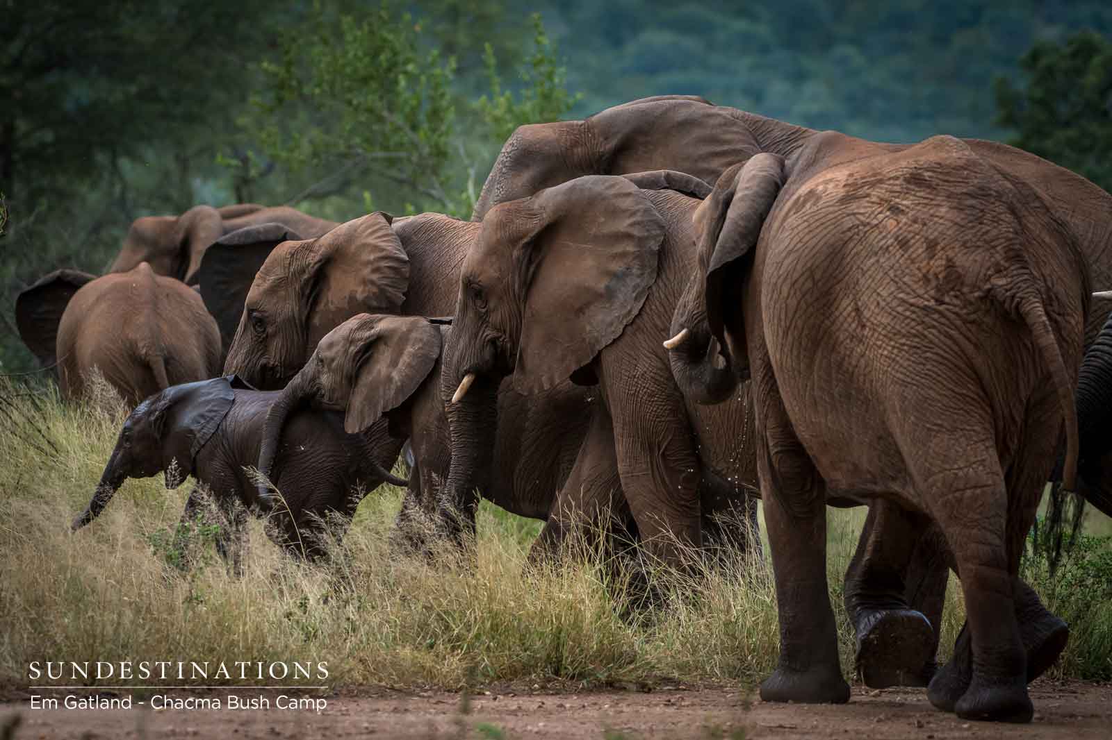 Elephants at Chacma Bush Camp
