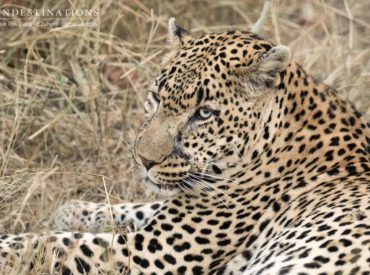 If you have a case of Friday fever, then we suggest you make use of your time and scroll through our recent sprinkling of wildlife images fresh from the undergrowth of the Kruger. There’s plenty happening out there, and – across the board – guests have been rewarded with sightings of lion cubs, wild dogs […]