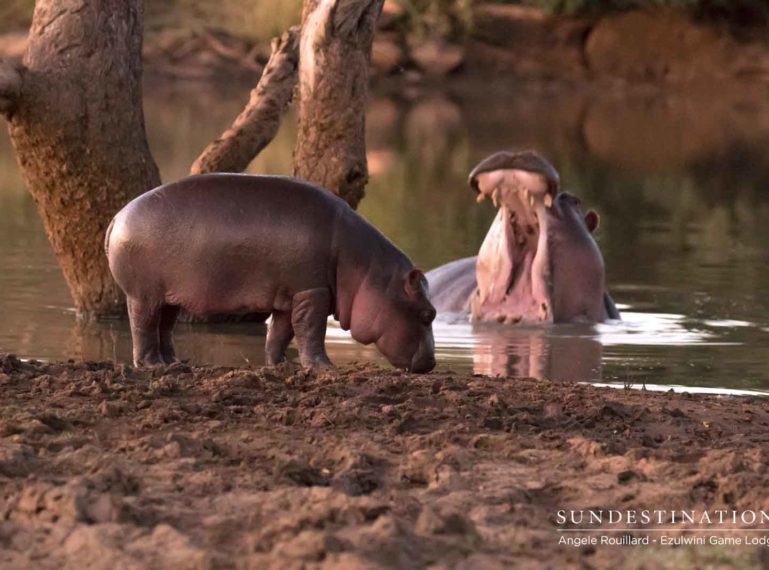 The Week in Pics : All Creatures Great and Small