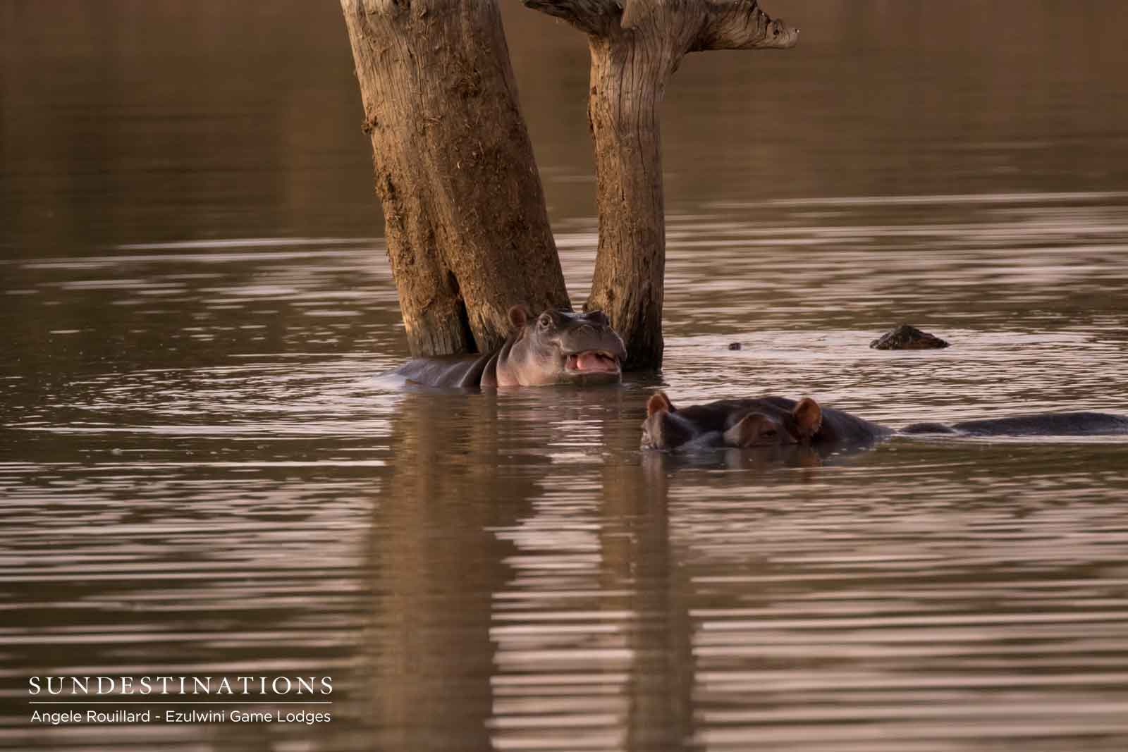Hippos at Ezulwini Game Lodges