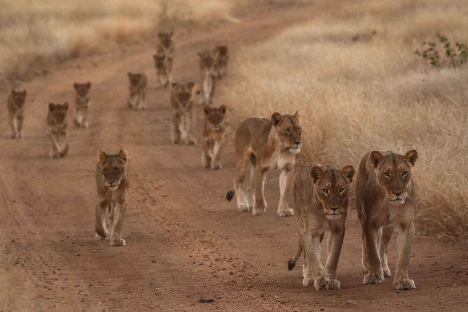 Maseke Pride of Lions at Chacma