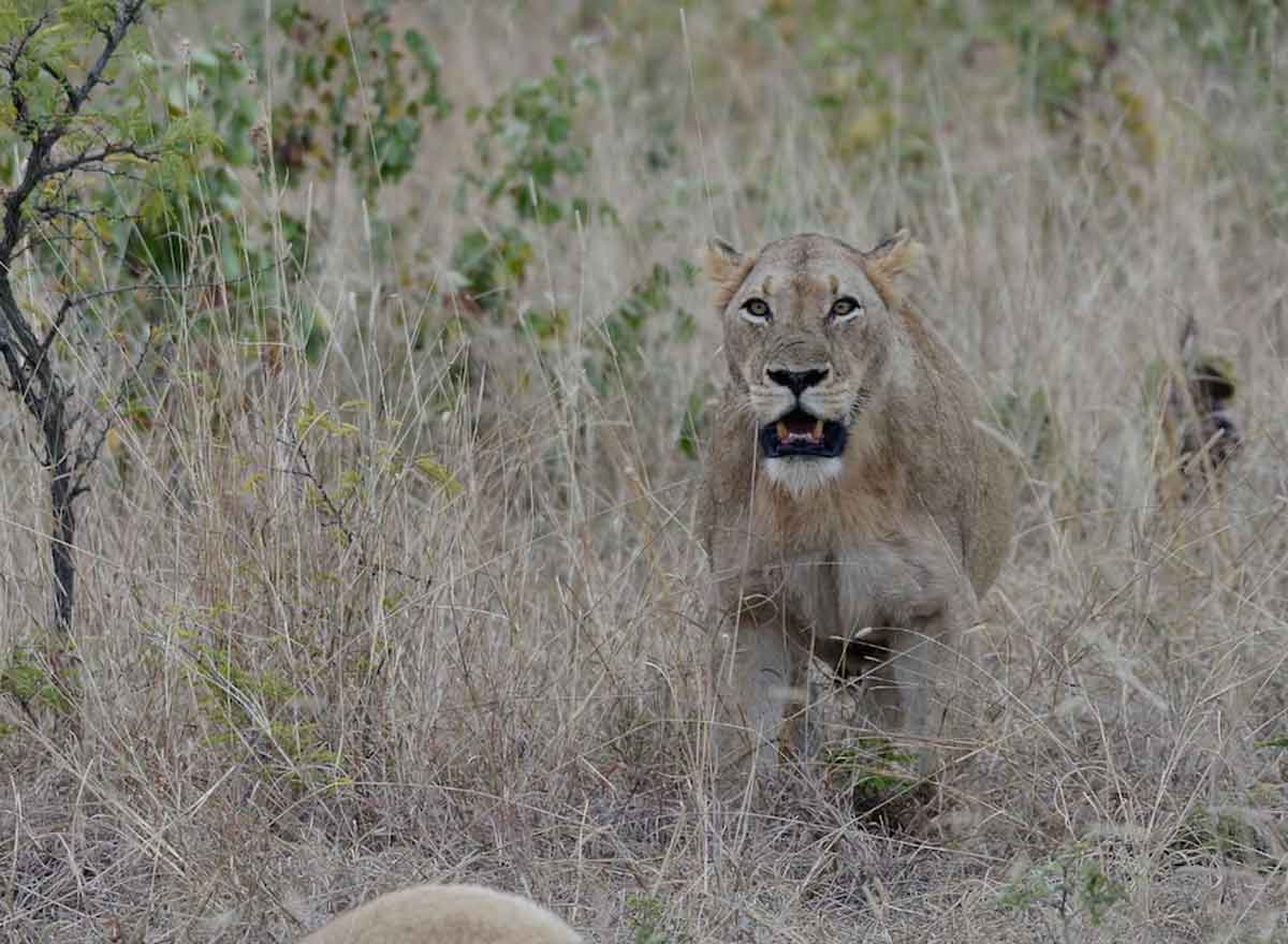 5 Females and Othawa Male Lion