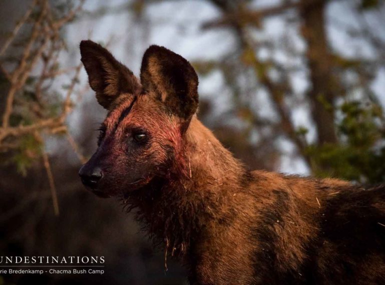 Wild Dog at Chacma Swims to Catch Prey