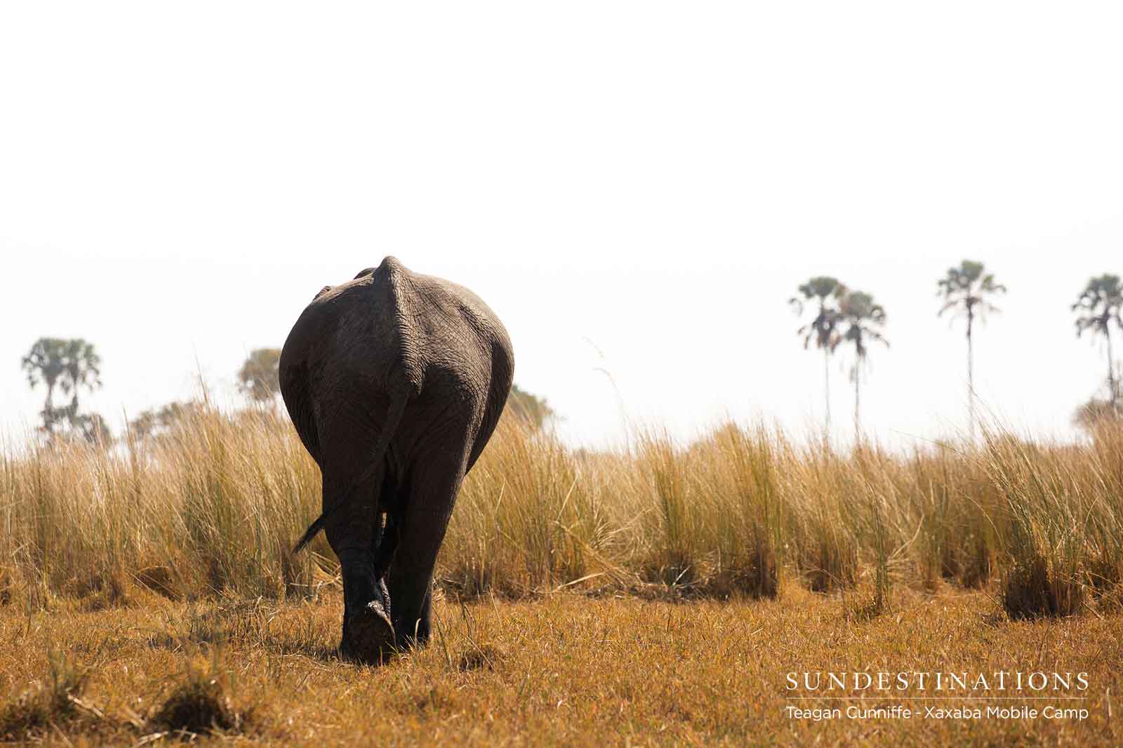 Spotting Elephants on Safari