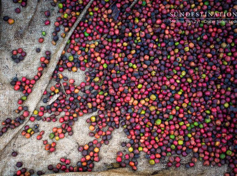 Learning the craft of coffee in Uganda’s scenic Crater Lake district