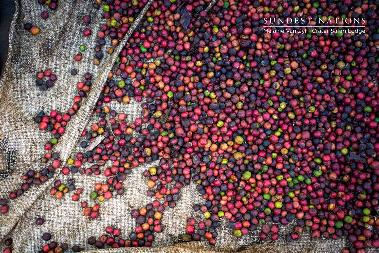 Dried Coffee Beans in Uganda