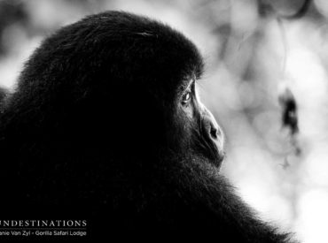 Uganda is one of the last places on earth to see endangered mountain gorillas in their natural forest habitat. You’ve booked the bucket-list wildlife experience of a lifetime, but a visit to these iconic creature requires a walk on the wild side – into the African jungle. It’s named the Bwindi Impenetrable Forest National Park […]