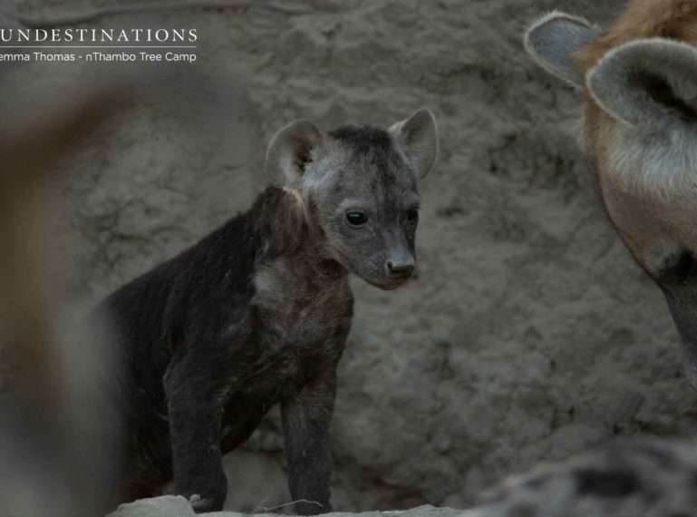 Chapter 2 : The Little Klaserie Hyena Cubs Emerge from Margaret’s Khaya