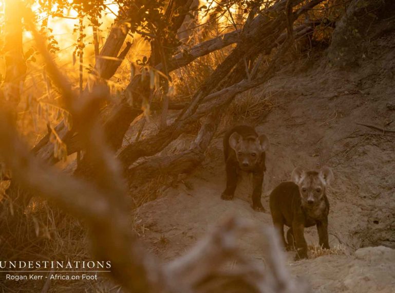 Chapter 1 : The Discovery of Margaret’s Den and the Hyena Cubs