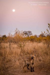 Hyena at Sunset Africa on Foot