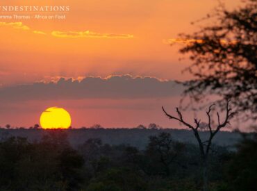 Booking a safari holiday, one can easily get confused as to where one should book. While many opt for booking in public parks such as the Kruger National Park, there is a whole host of options at private reserve that many are not aware of. Imagine the moment you’ve been waiting for on safari: your [&hellip;]