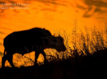 The thing about winter in the Kruger is that it really is prime game viewing time. The sparse bushveld makes it easy to spot game and the lack of rains means that wildlife congregates at waterholes. We know (generally) where to find game – and the bushveld is far easier to scan for signs of […]