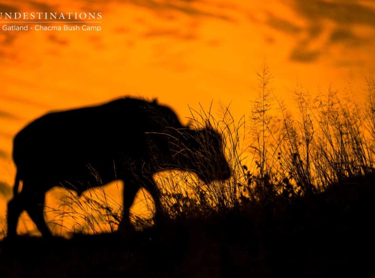 Week in Pictures : The Wild of Winter