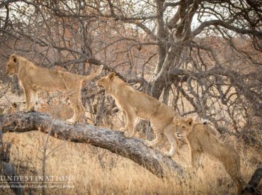 Friday flew past faster than a Peregrine falcon swooping in on its prey, which meant that we didn’t have the chance to release our much loved weekly edition of the “Week in Pictures” – we owe you a bumper edition of pictures. The Lowveld is buzzing with predator activity at the moment. When the bright […]