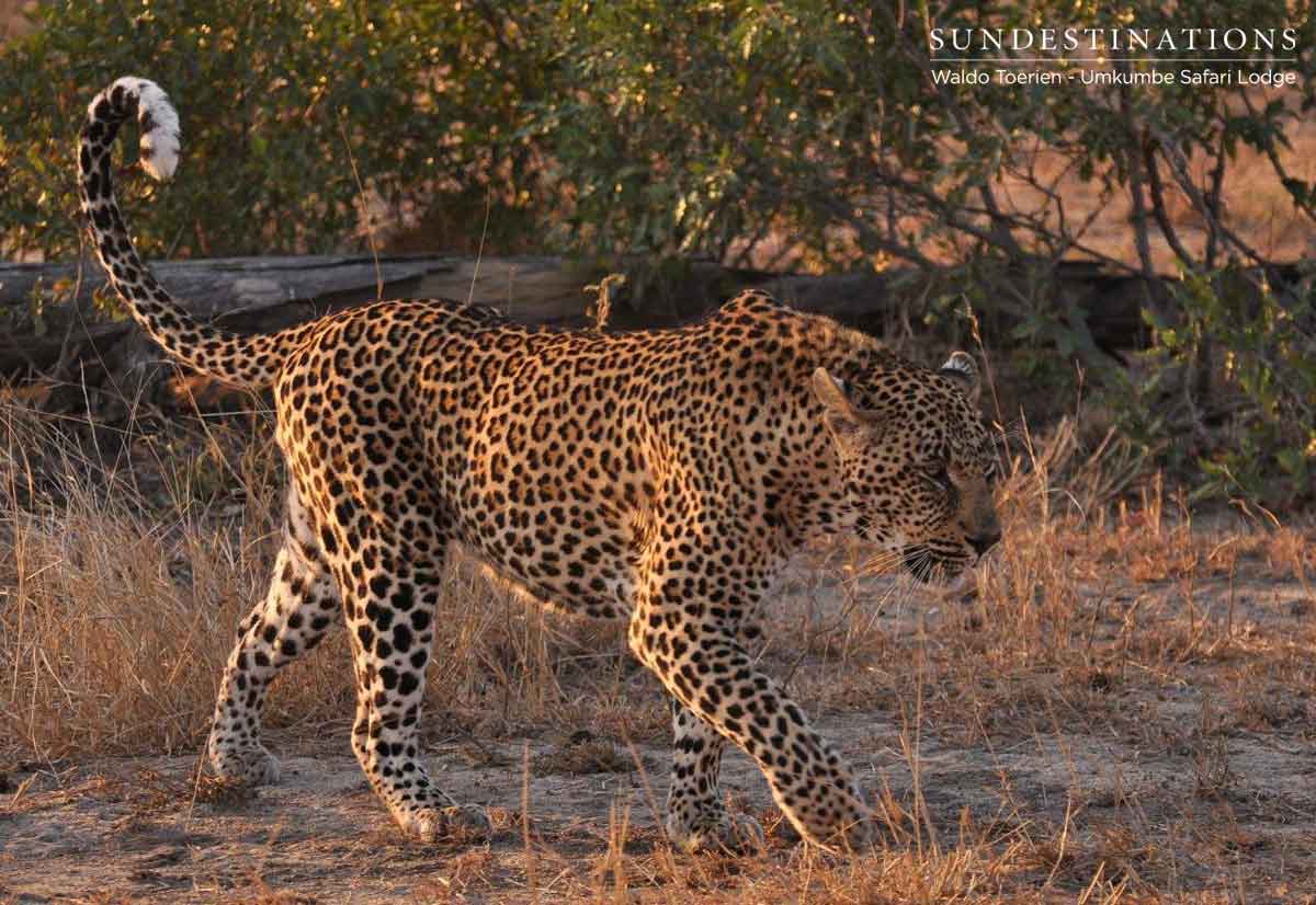 Nweti the Leopard