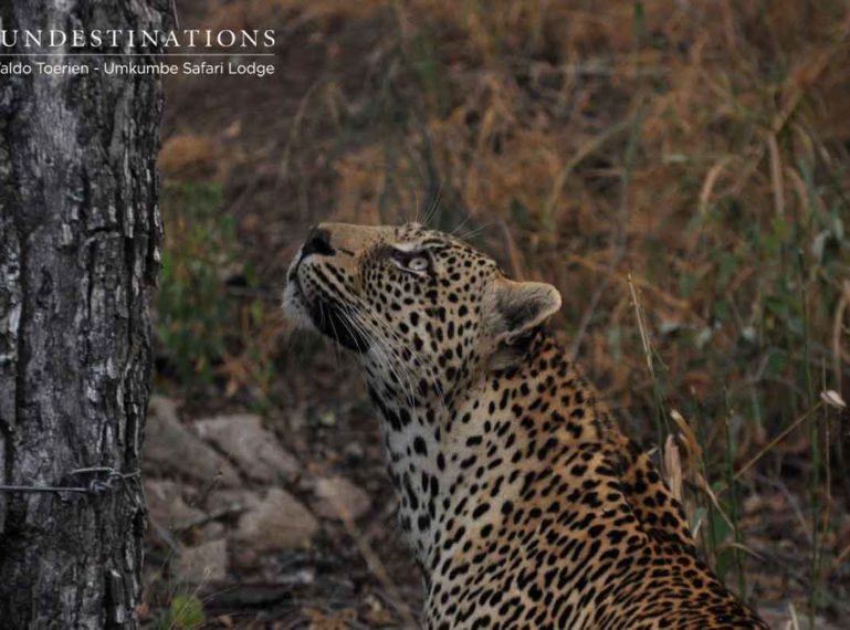 Game Drives at Umkumbe : A Visual Journey with Our Safari Guides
