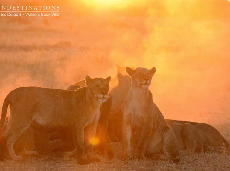 Walkers Bush Villa Guests Watch Lions Devour Hippo