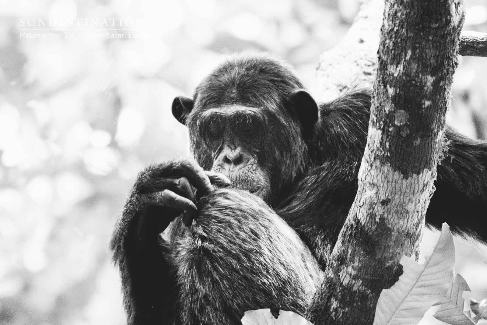 Chimpanzee in Kibale 