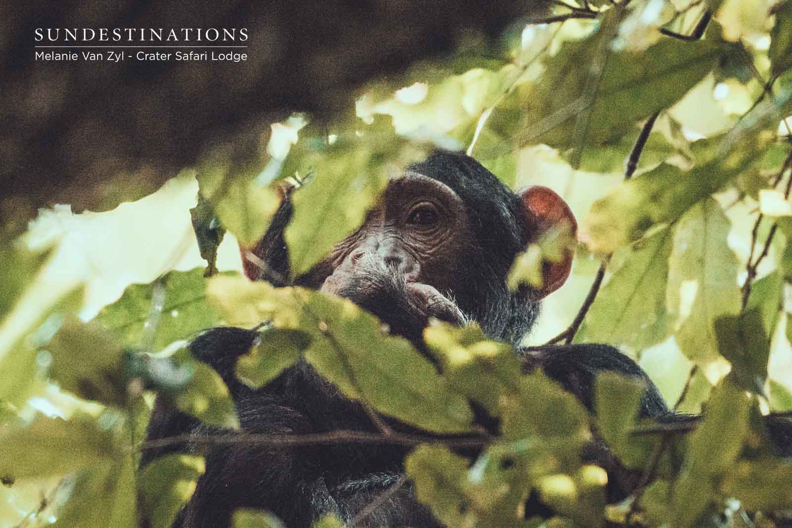 Crater Safari Lodge Chimpanzee in Tree